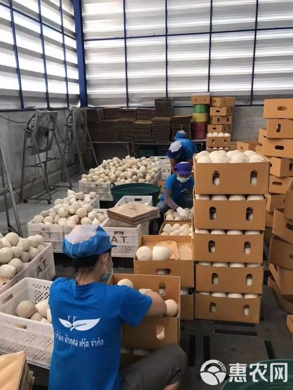 一椰知天下 探尋泰國(guó)香水椰青之美從昆明起步